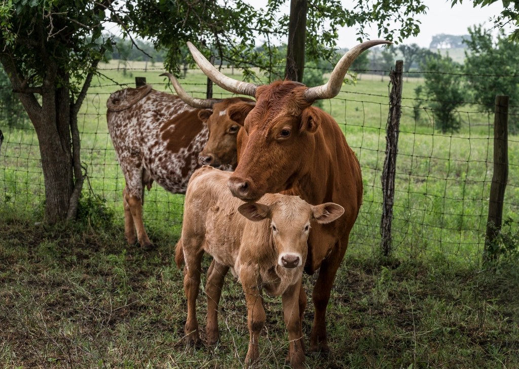 A Mother’s Love | One-Hundred-Word Story