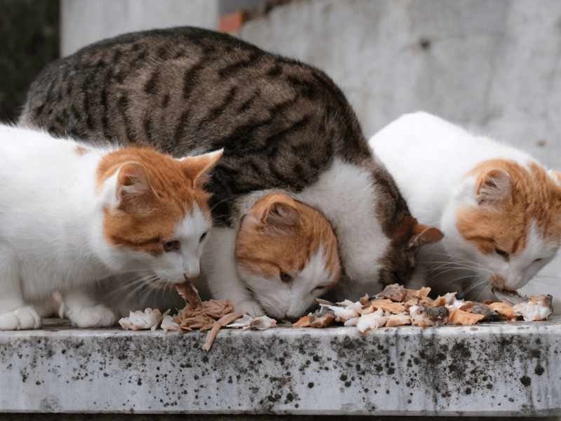 The Four Girls | One-Hundred-Word Story
